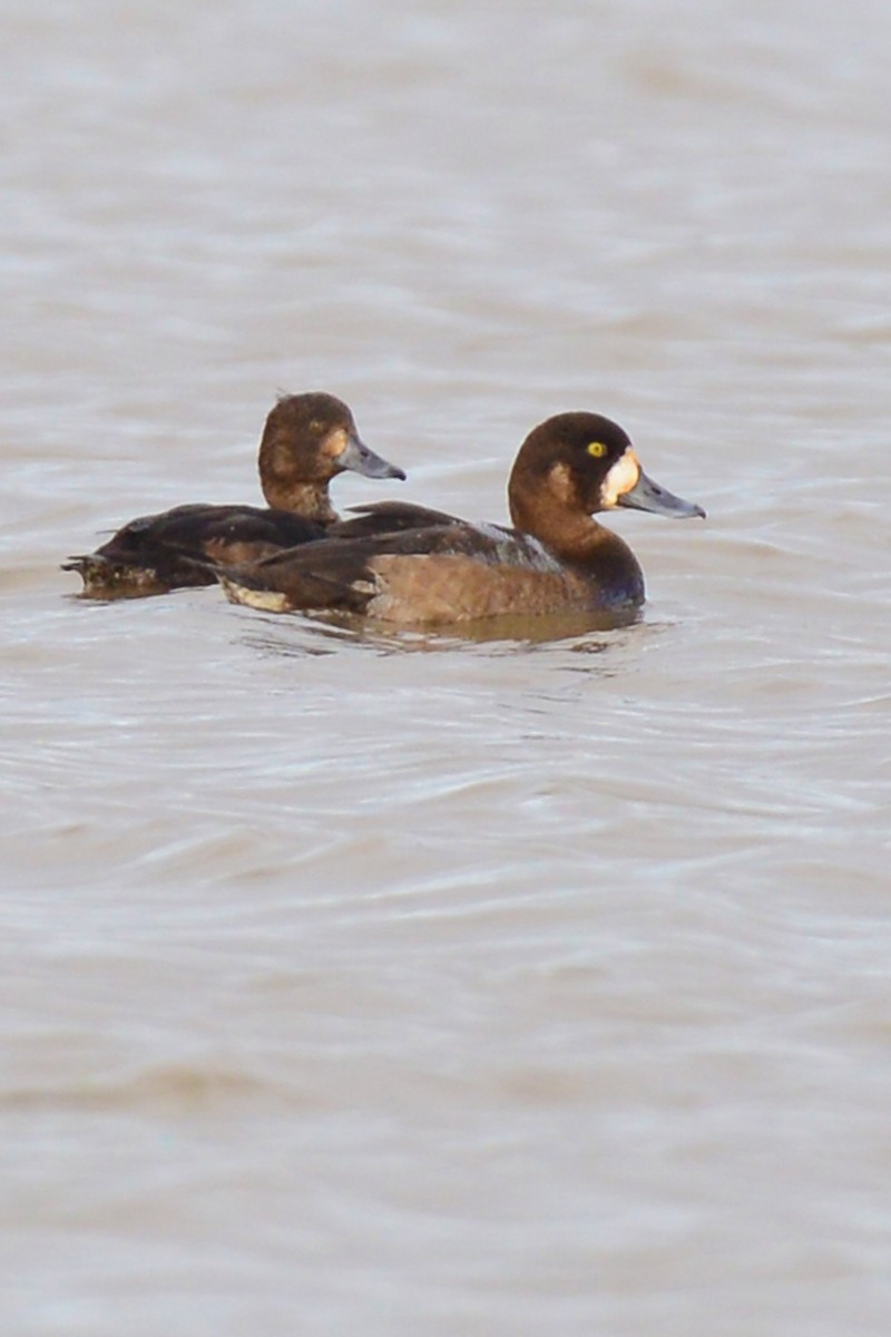 Greater Scaup - ML190849031