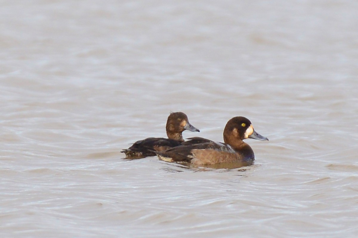 Greater Scaup - ML190849041