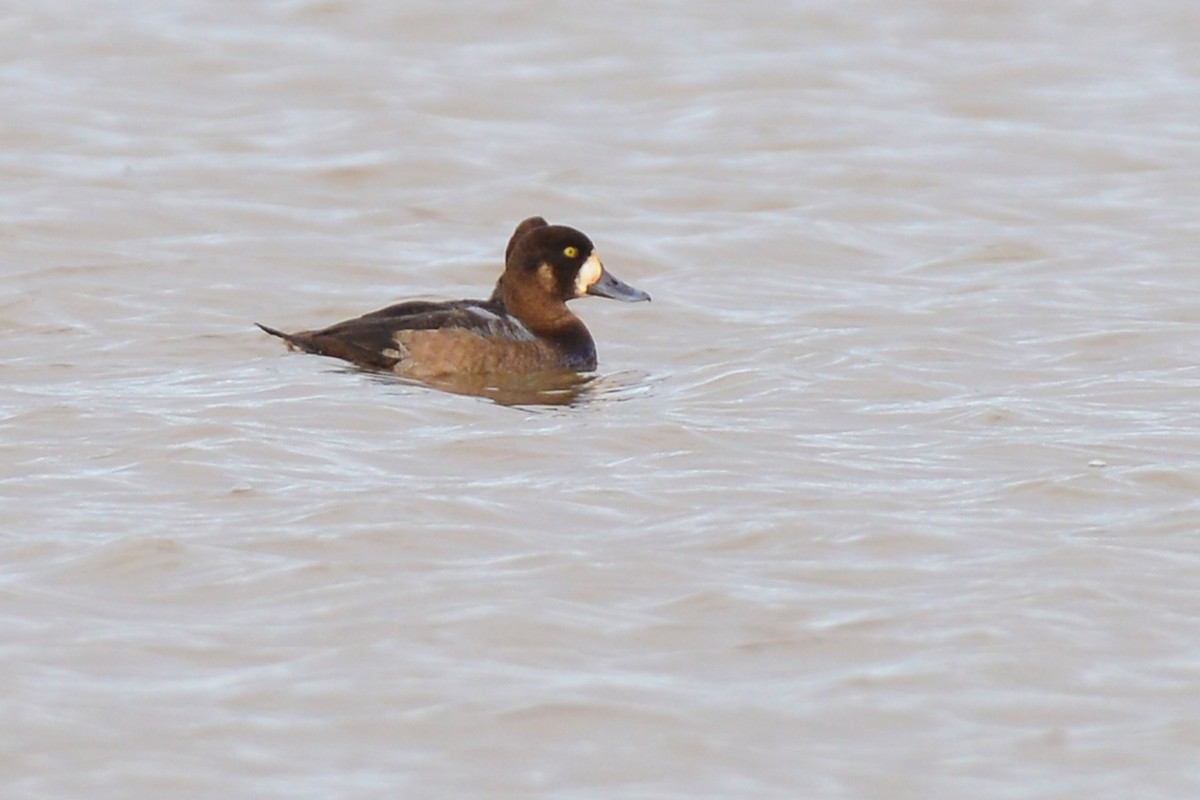 Greater Scaup - ML190849051