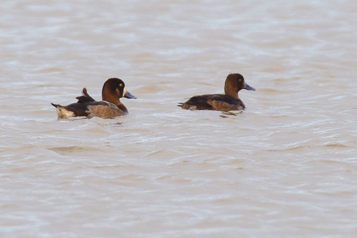 Greater Scaup - ML190849061