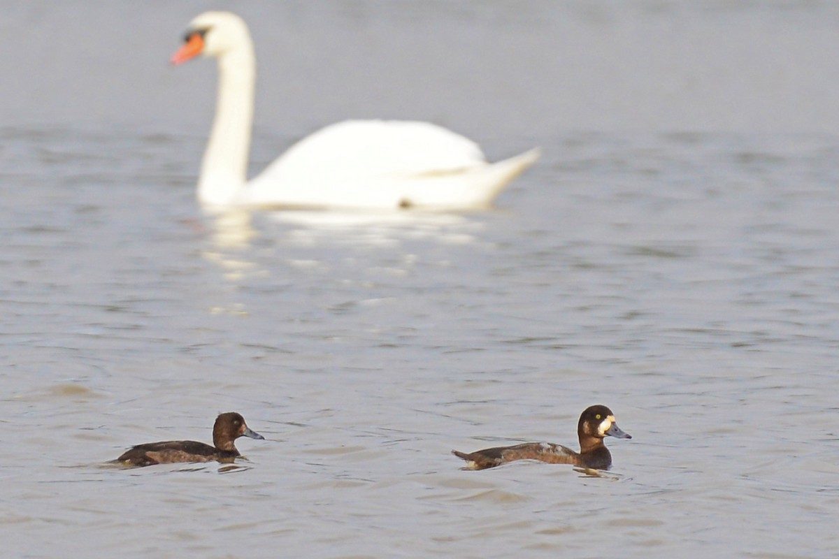 Greater Scaup - ML190849081