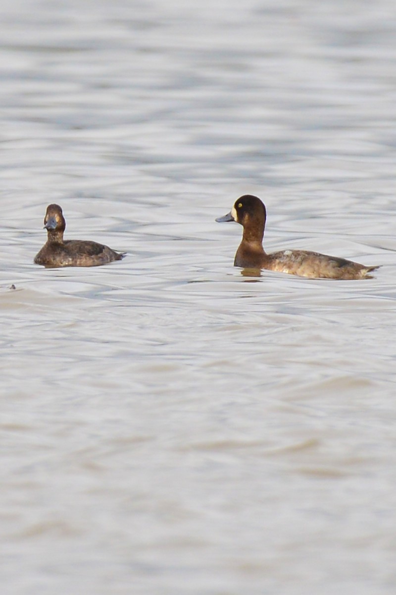 Greater Scaup - ML190849091