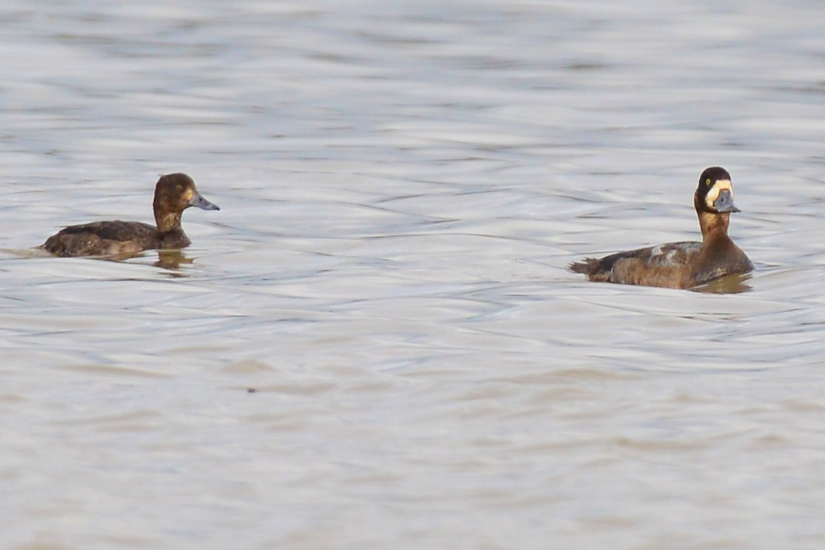 Greater Scaup - ML190849101