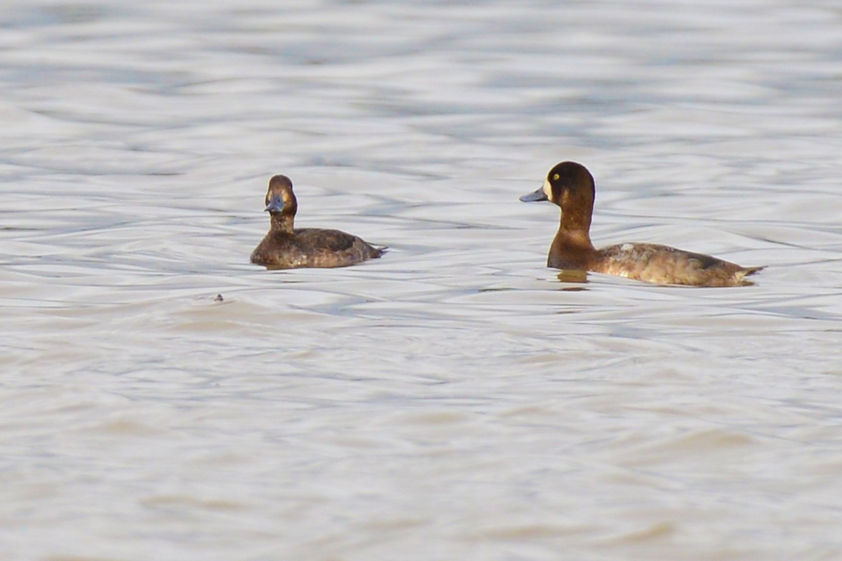Greater Scaup - ML190849111