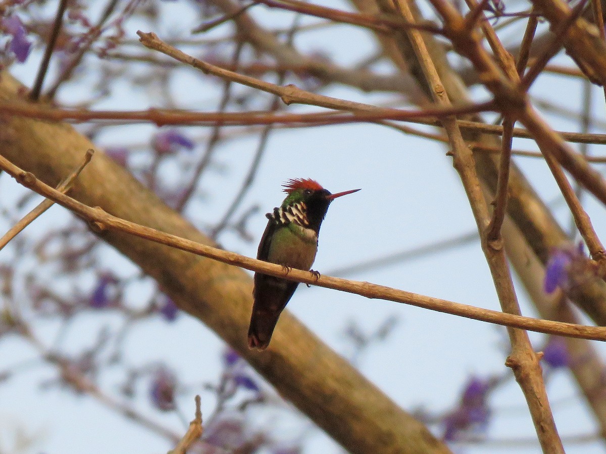 Frilled Coquette - ML190851431