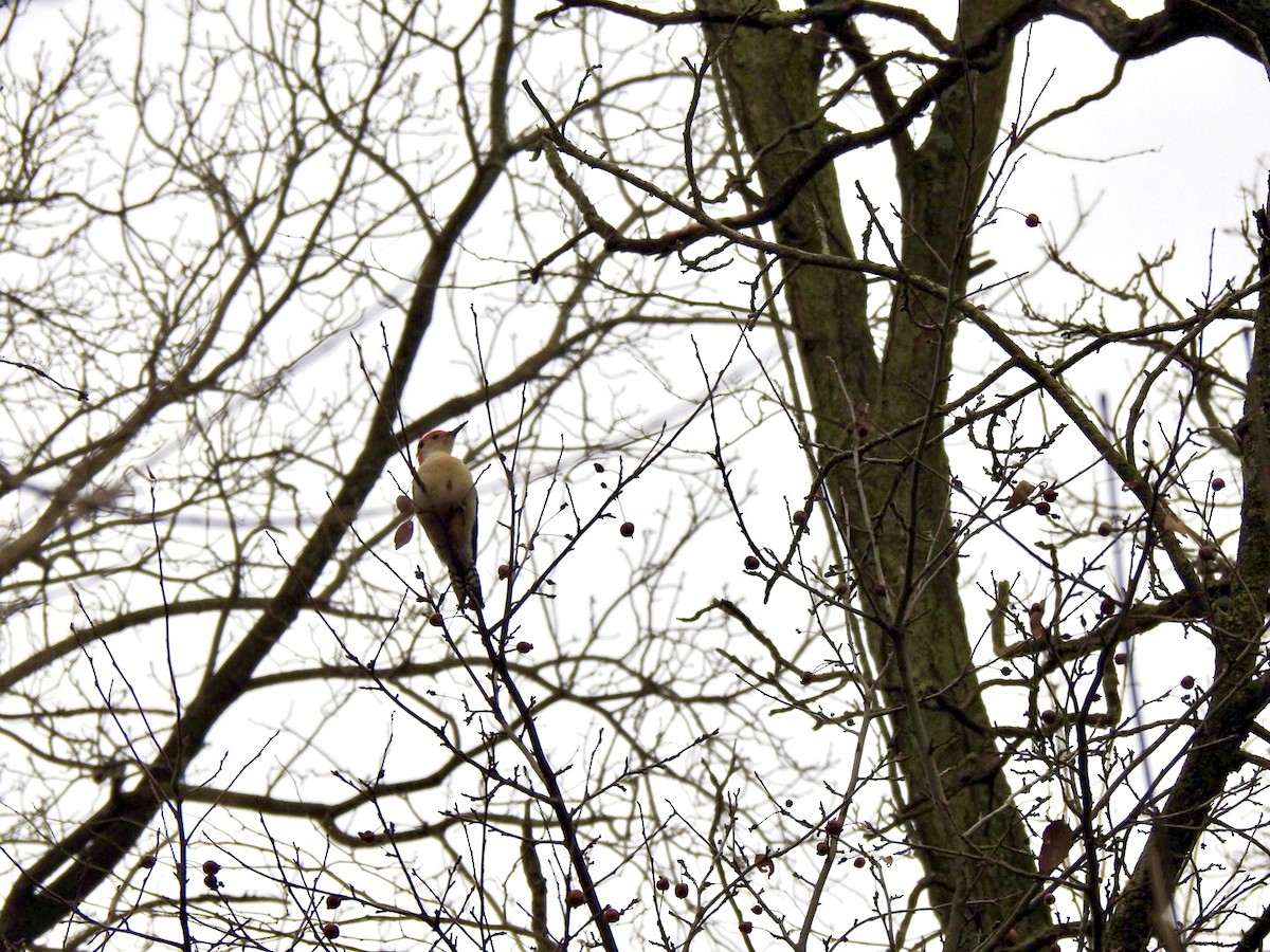 Red-bellied Woodpecker - ML190853401