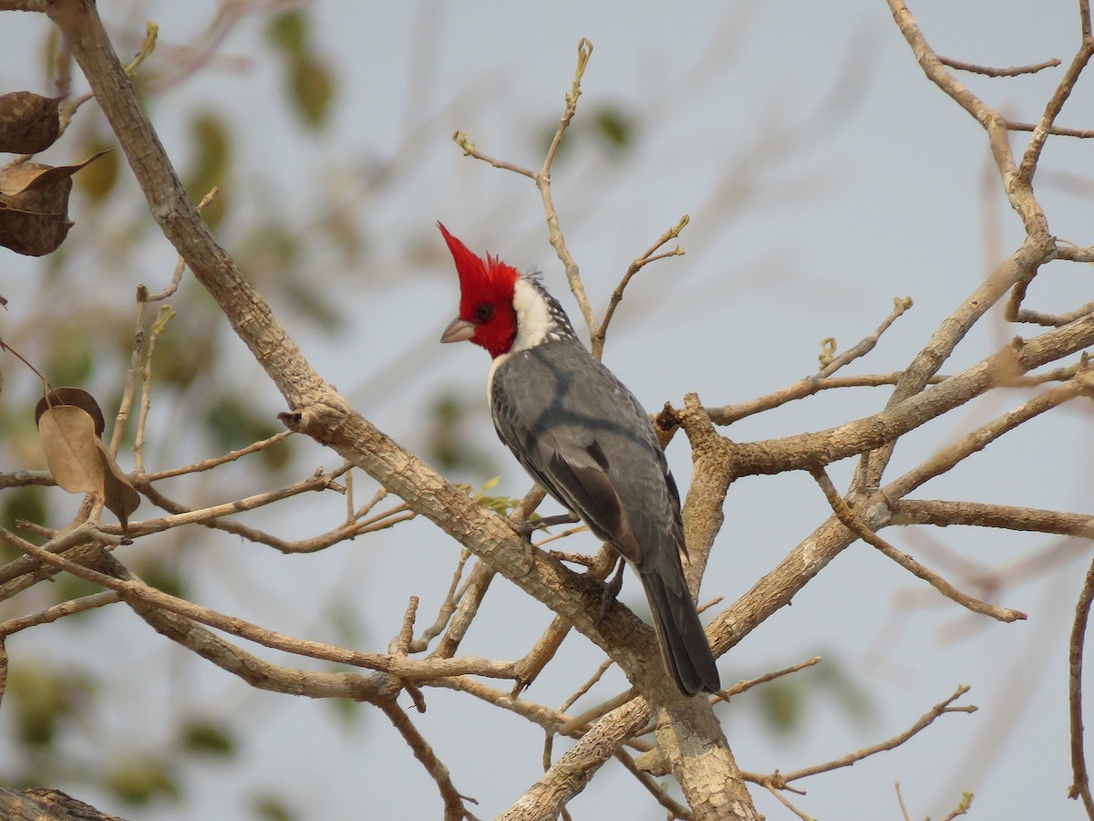 Red-crested Cardinal - ML190854741