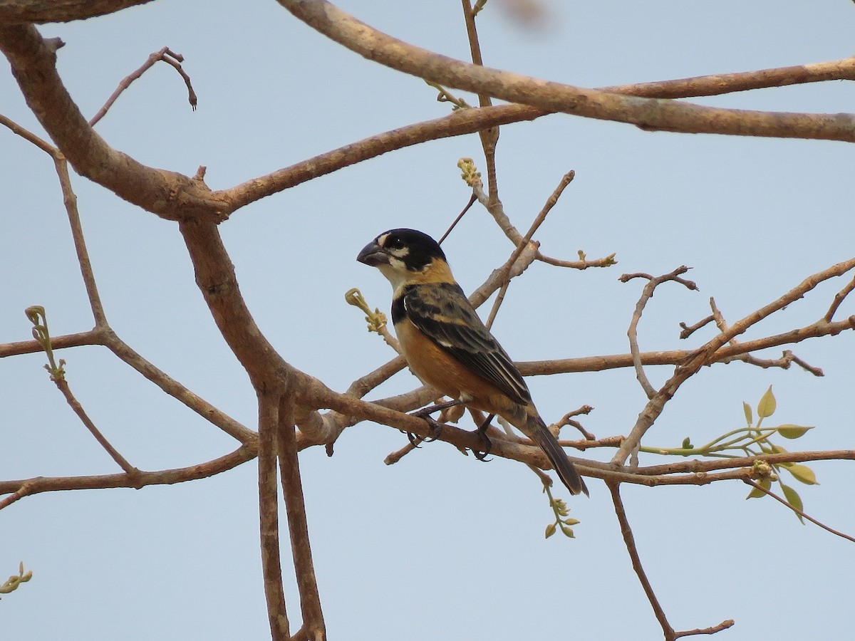 Rusty-collared Seedeater - ML190854851