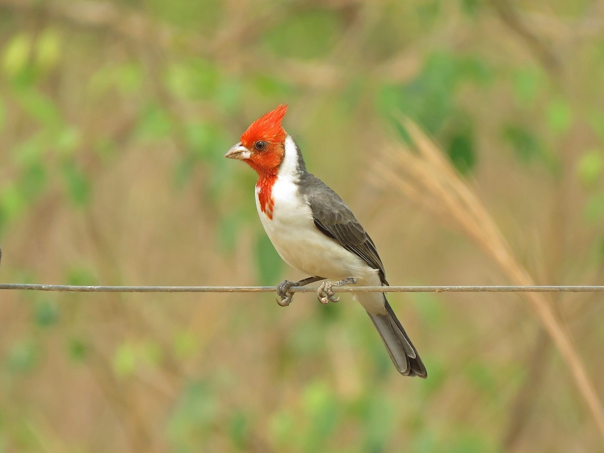 Red-crested Cardinal - ML190854891