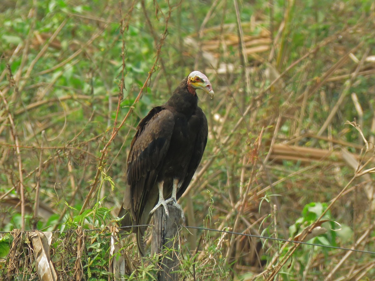 Lesser Yellow-headed Vulture - Kevin Groeneweg