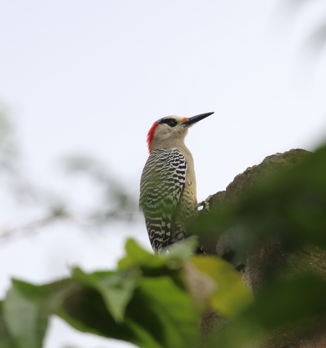 West Indian Woodpecker - ML190855051