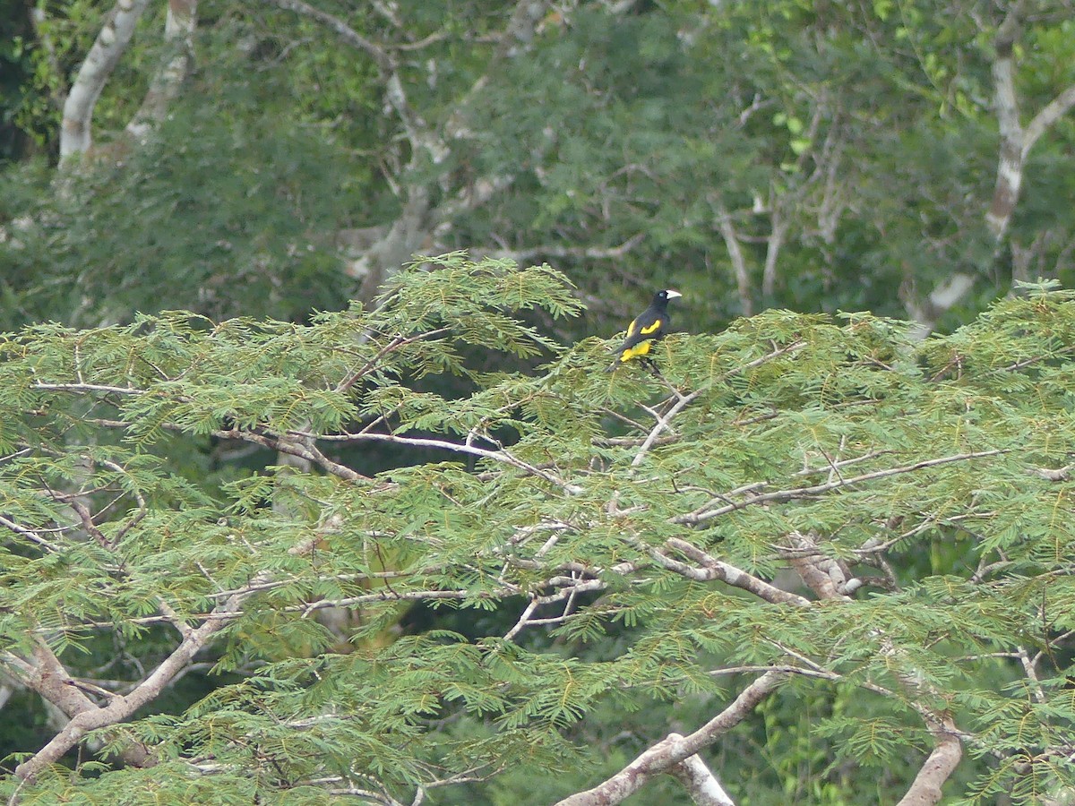 Yellow-rumped Cacique - ML190856561