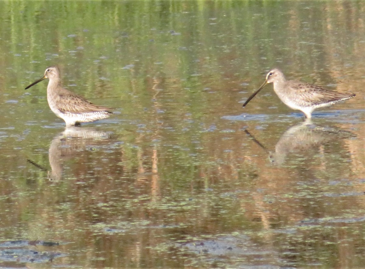 Long-billed Dowitcher - ML190863421