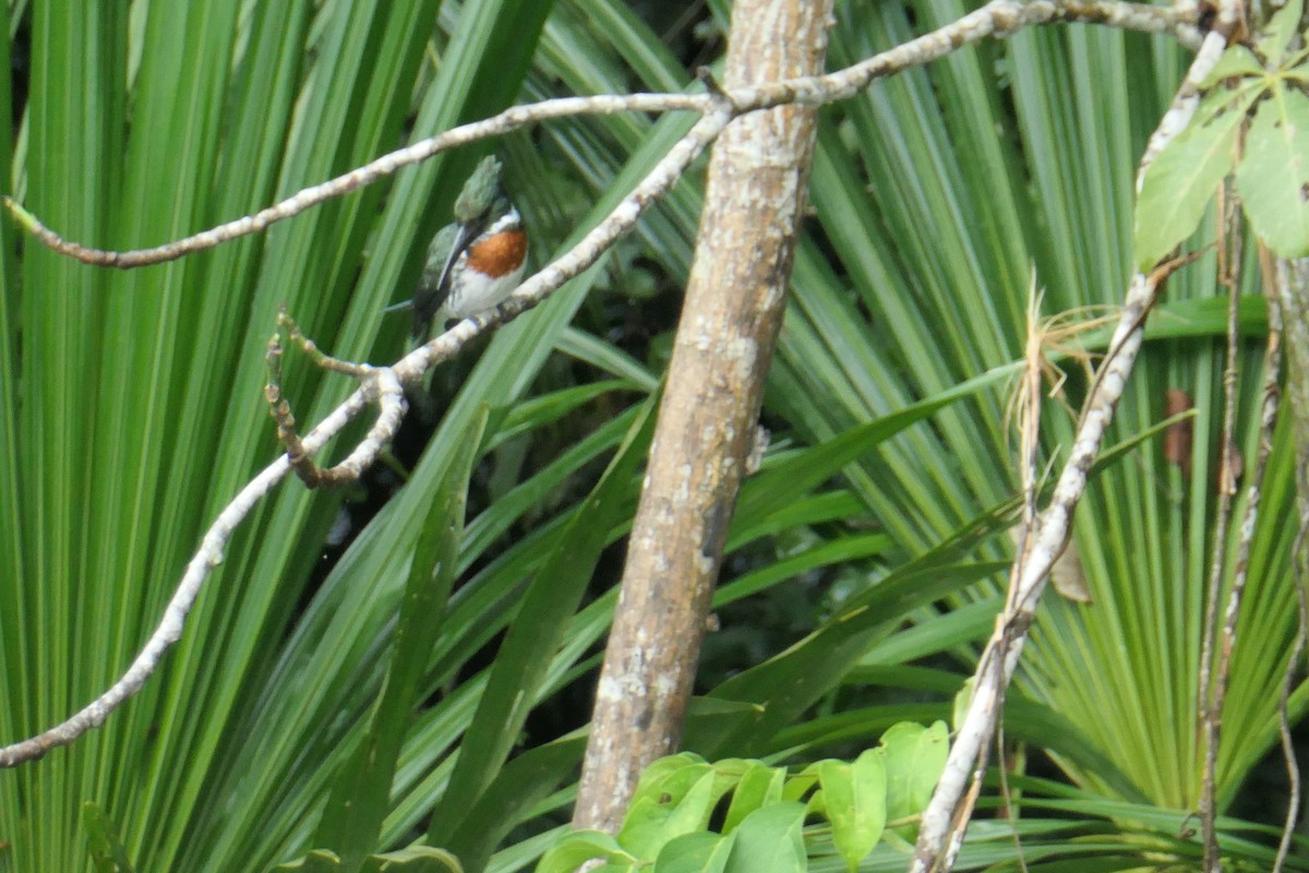 Amazon Kingfisher - Anonymous