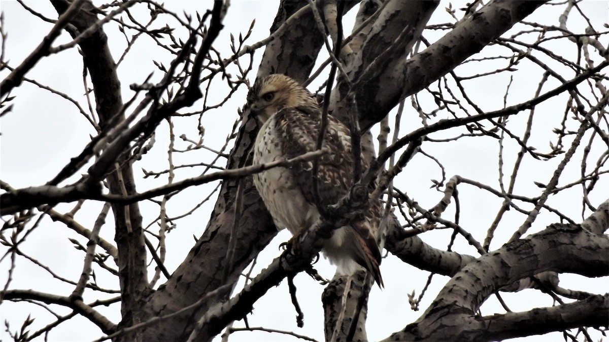 Red-tailed Hawk - ML190864721