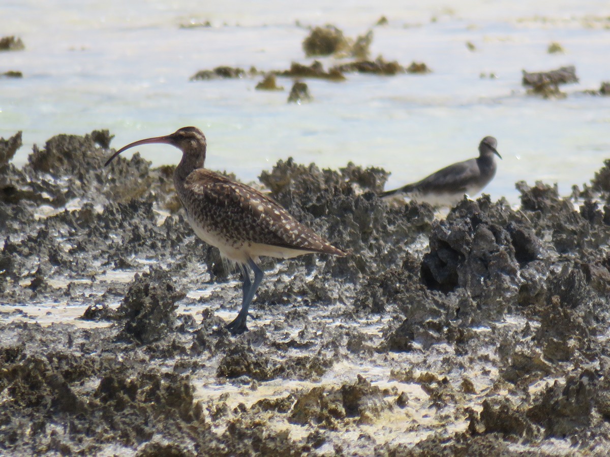 Bristle-thighed Curlew - ML190865561