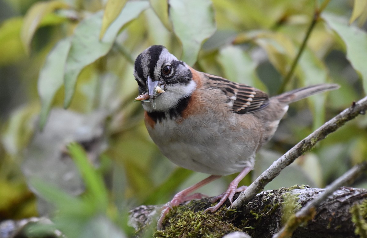 Rufous-collared Sparrow - ML190867551