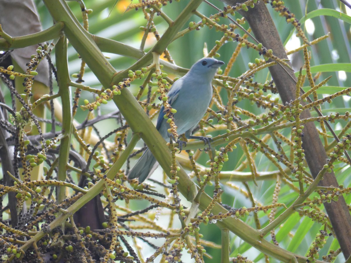 Blue-gray Tanager - ML190872271