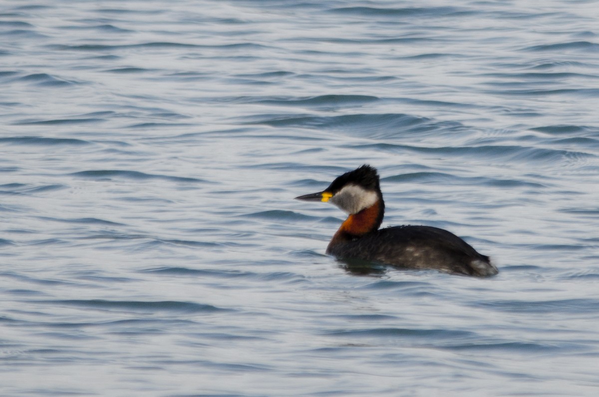 Red-necked Grebe - Brian Carruthers