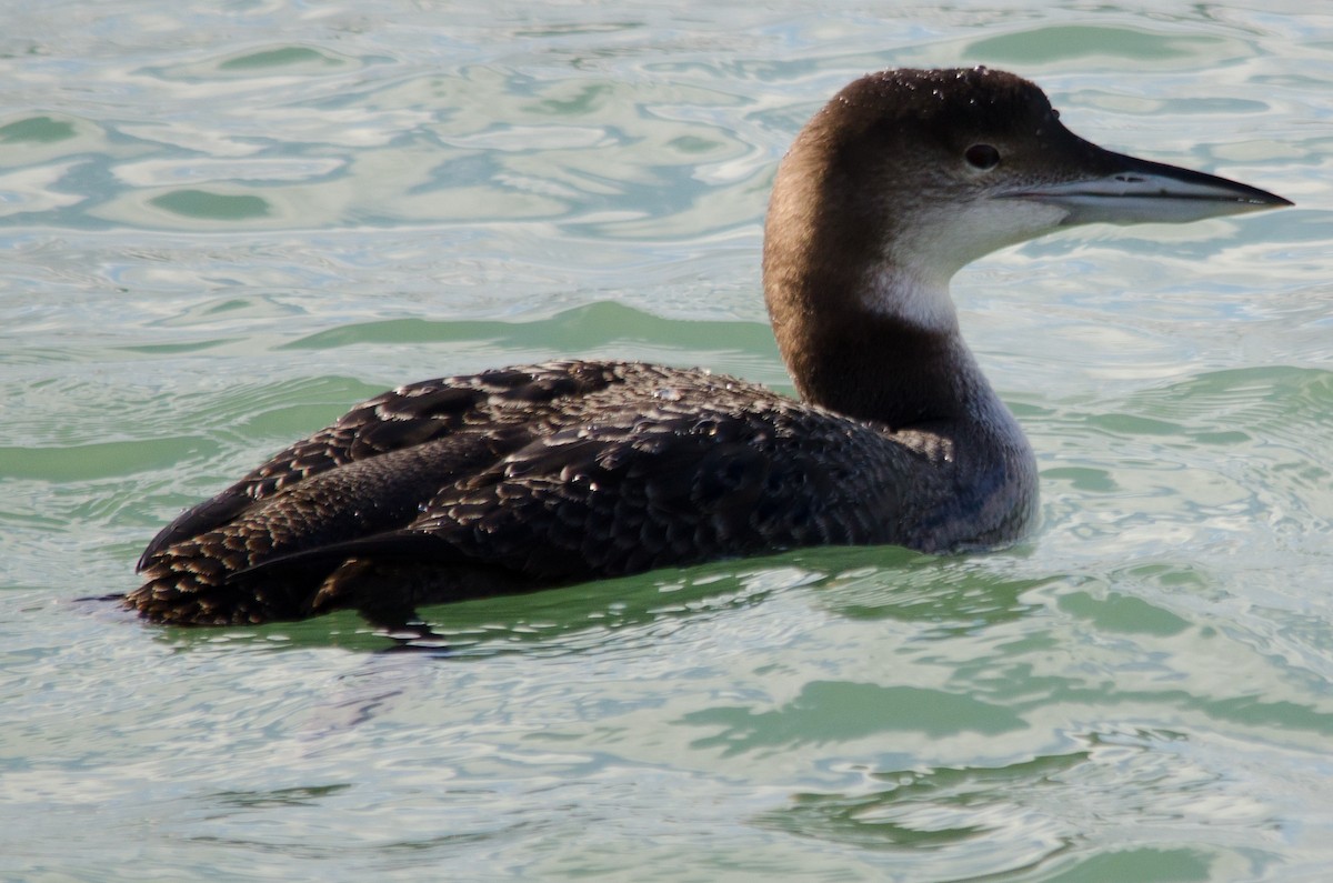 Common Loon - Brian Carruthers