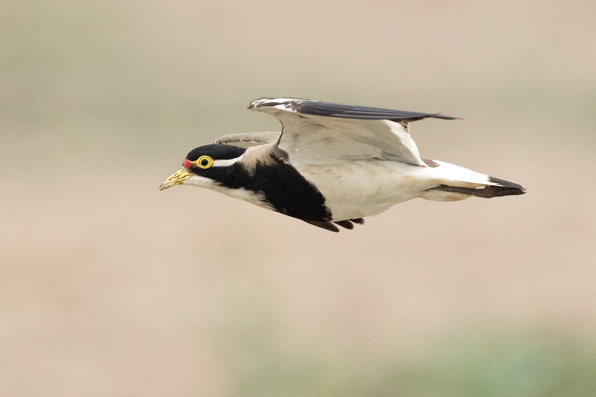Banded Lapwing - ML190873611