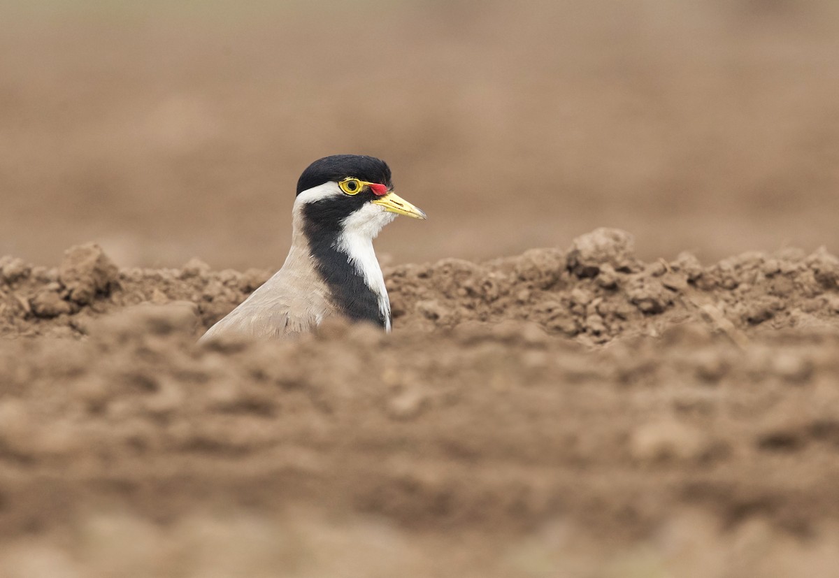 Banded Lapwing - ML190873641