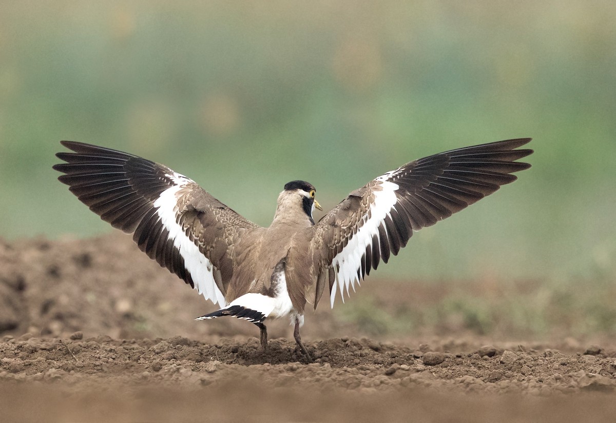 Banded Lapwing - ML190873771
