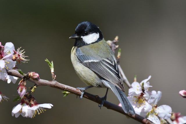  - Great Tit - 