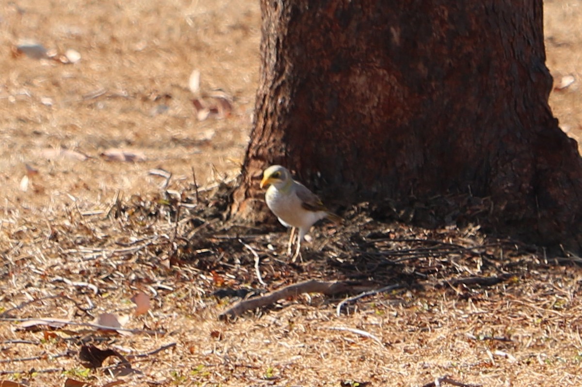 Yellow-throated Miner - Susan Drown