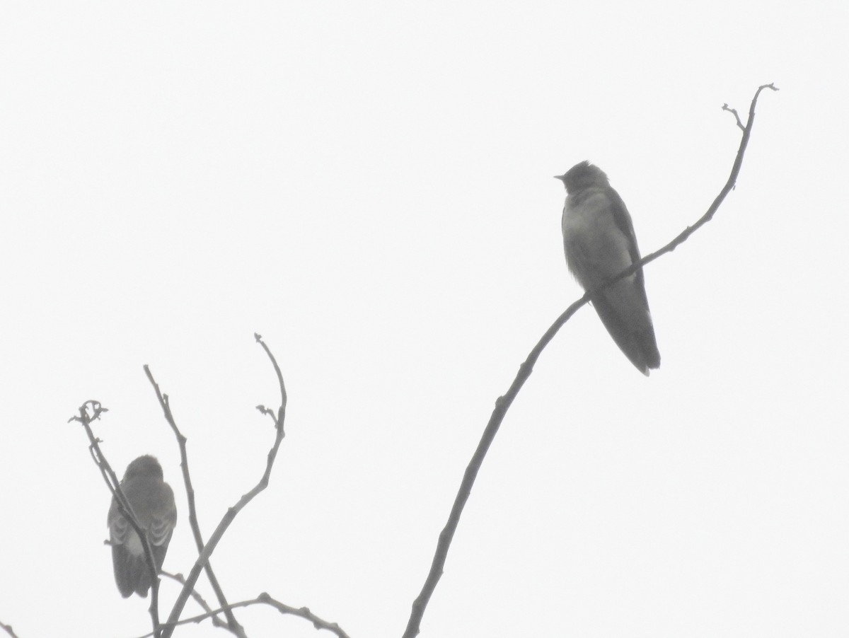Southern Rough-winged Swallow - Merryl Edelstein