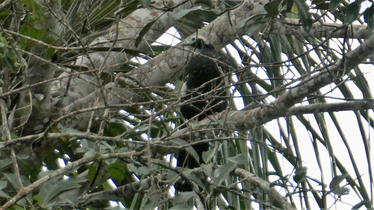 White-throated Piping-Guan - ML190882081