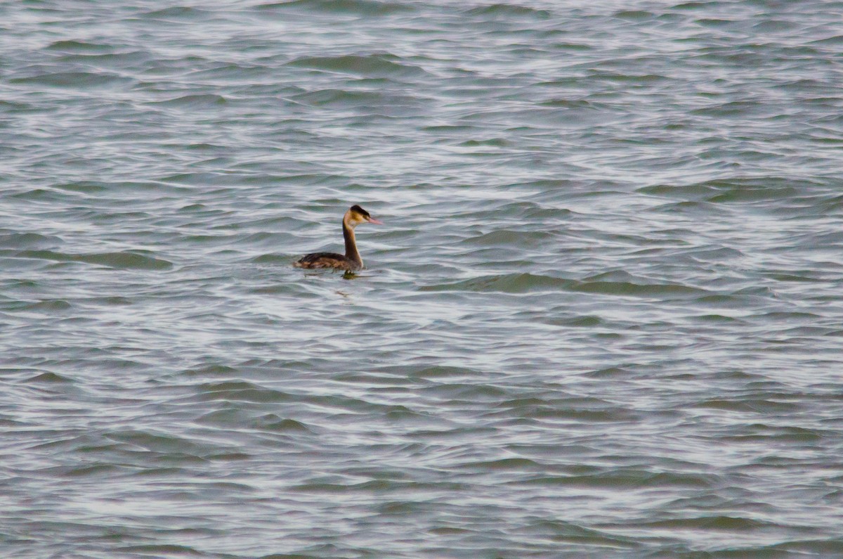 Great Crested Grebe - ML190883101