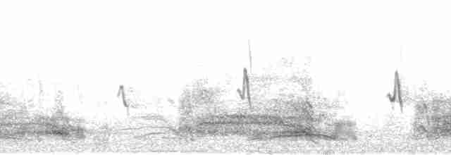 brunpelikan (californicus) - ML190884