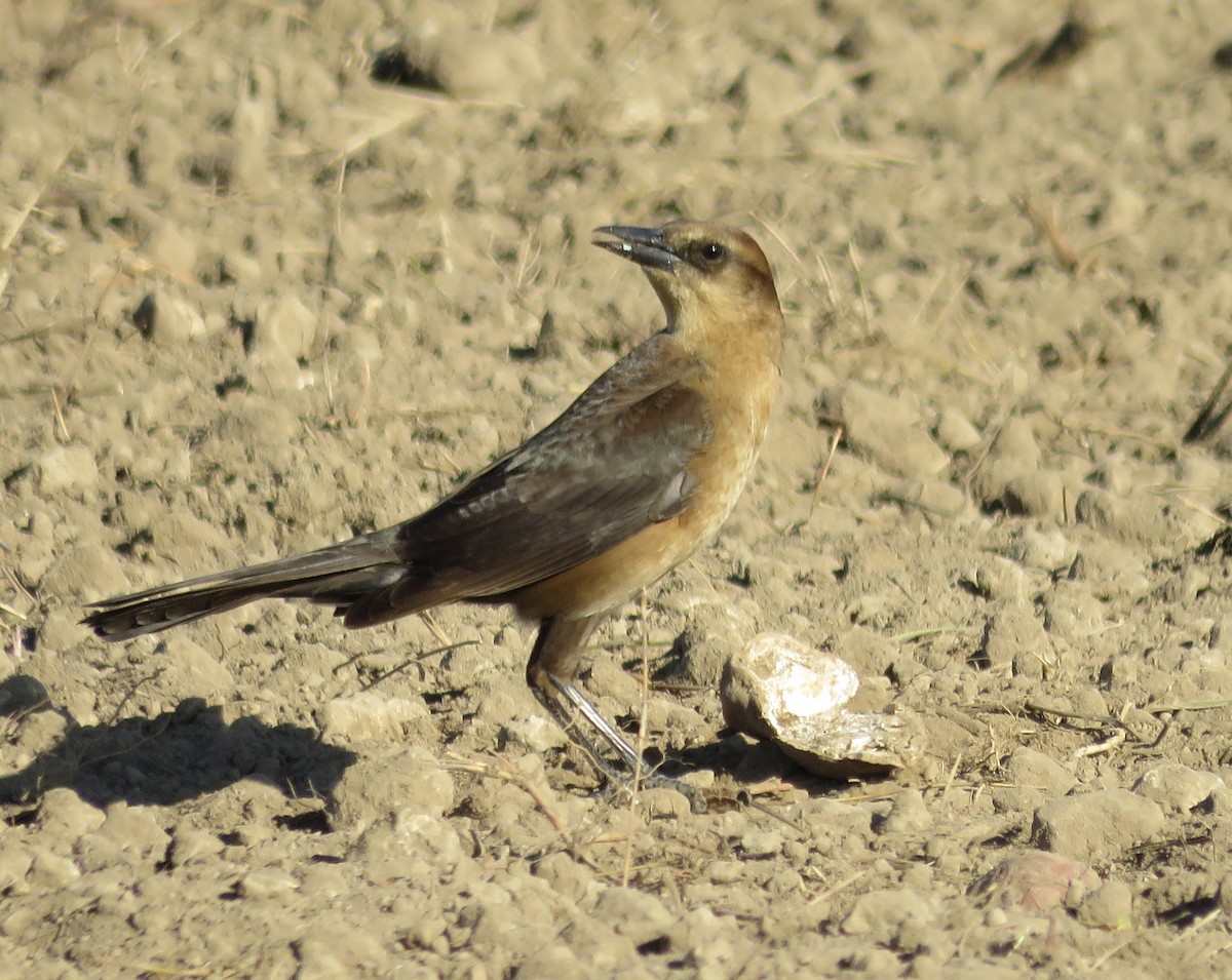 Boat-tailed Grackle - ML190884781