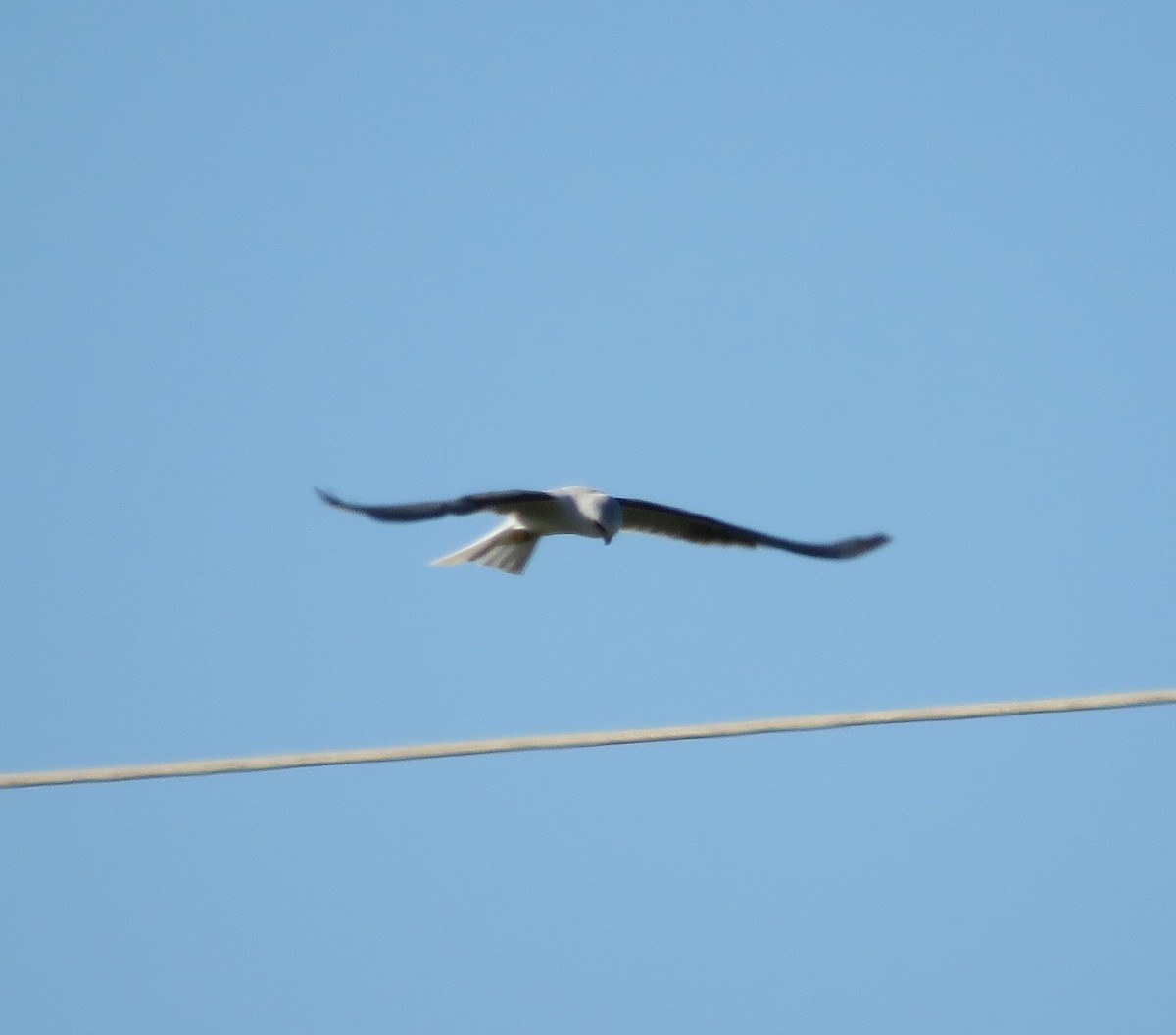 White-tailed Kite - ML190884921