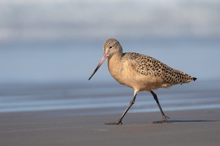 Marbled Godwit
