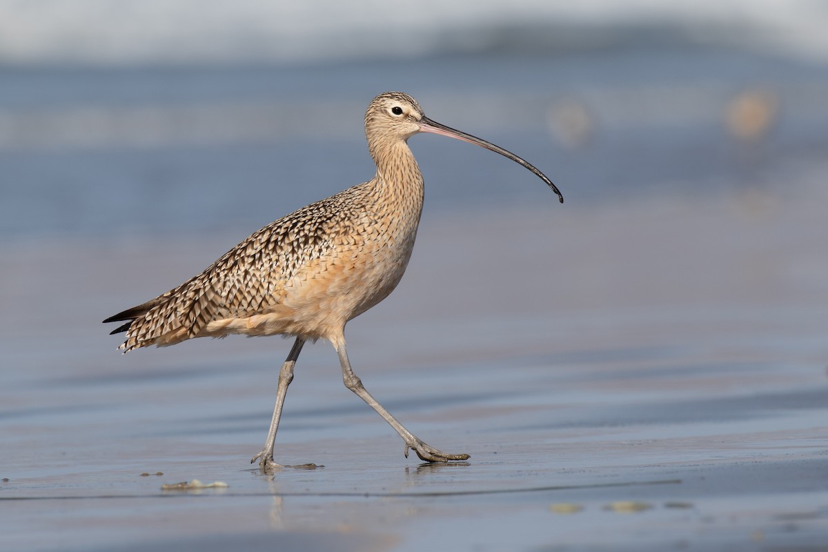 Long-billed Curlew - ML190890151