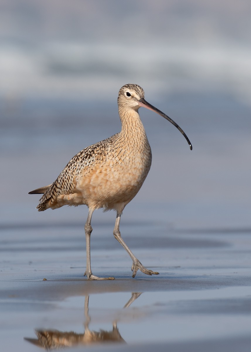 Long-billed Curlew - ML190890161