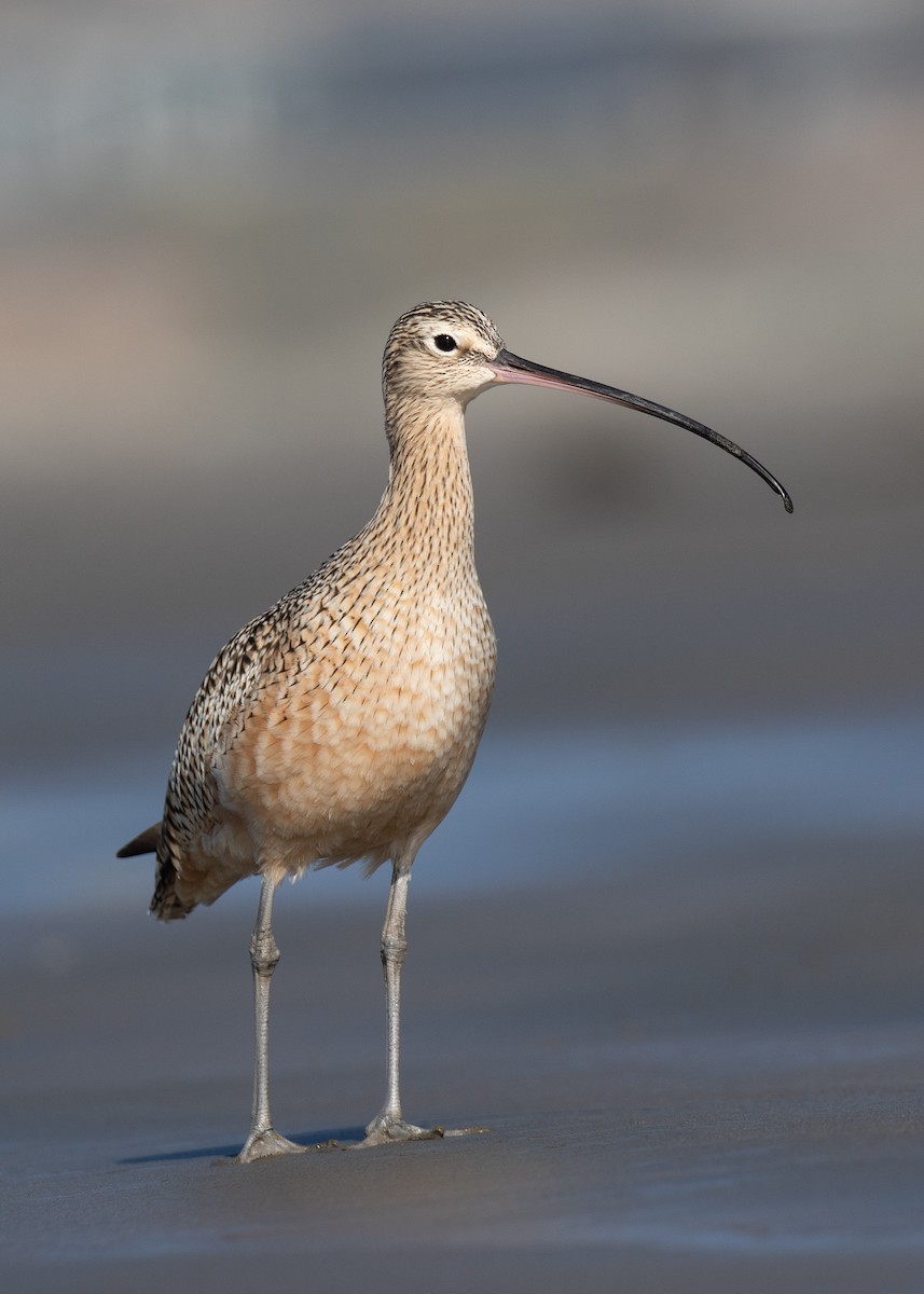 Long-billed Curlew - ML190890191