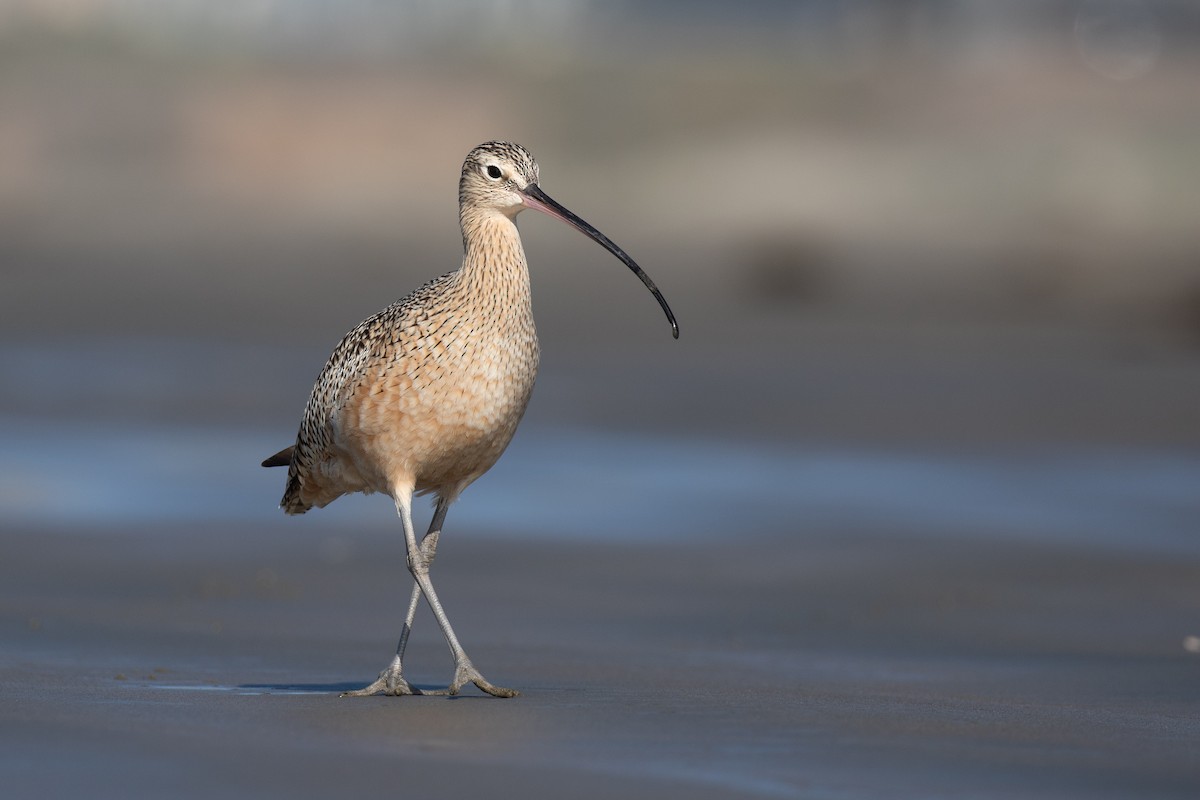 Long-billed Curlew - ML190890231