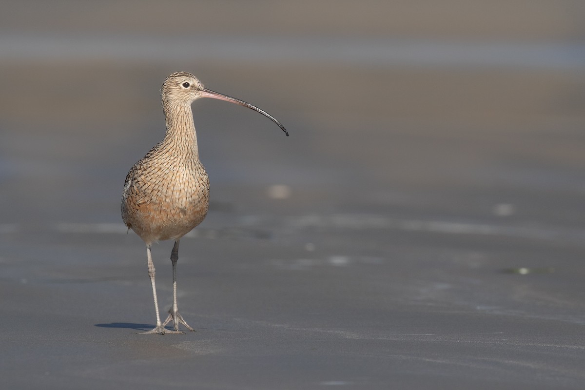 Long-billed Curlew - ML190890251