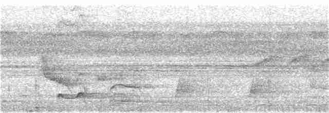 Waved Woodpecker (Waved) - ML190891851