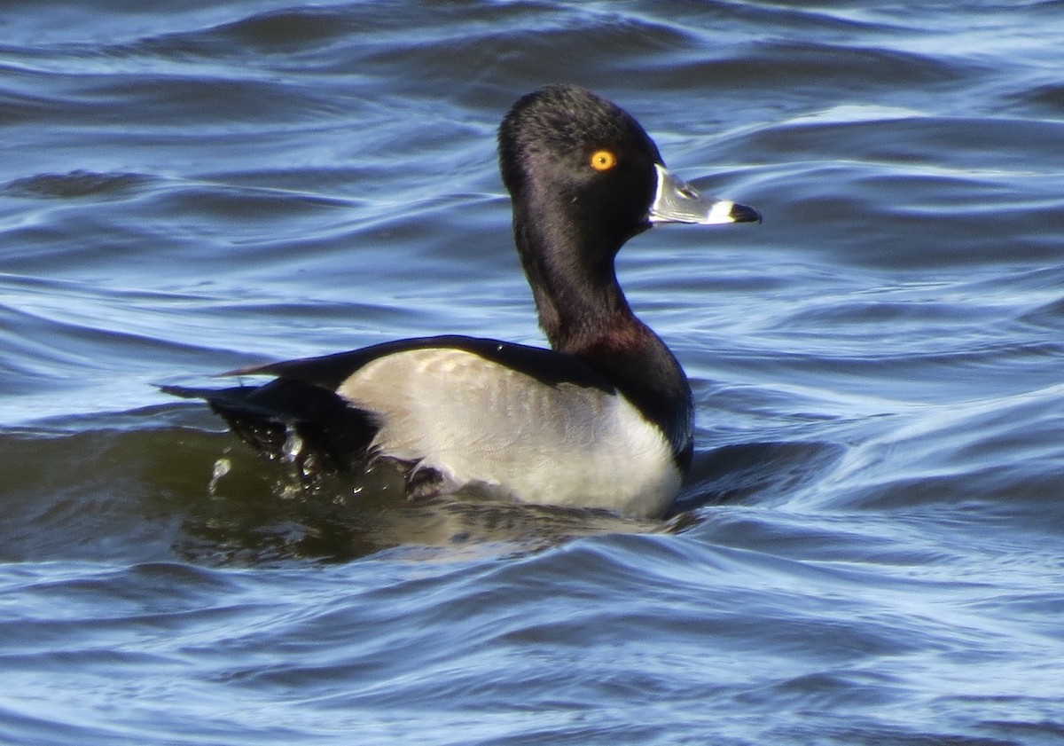 Ring-necked Duck - ML190895171