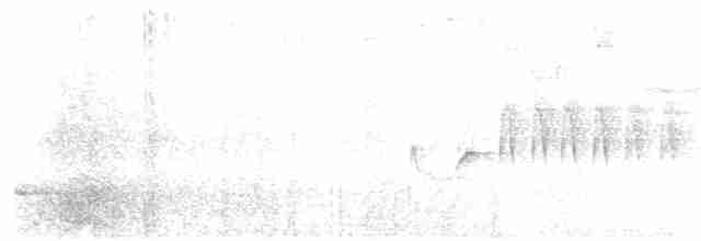 Серогрудый крапивник - ML190901341