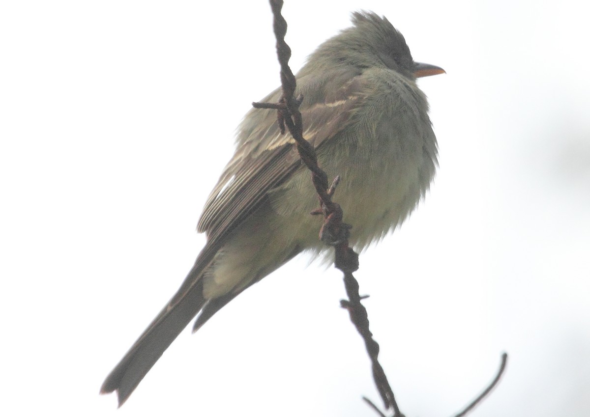 Greater Pewee - ML190901601