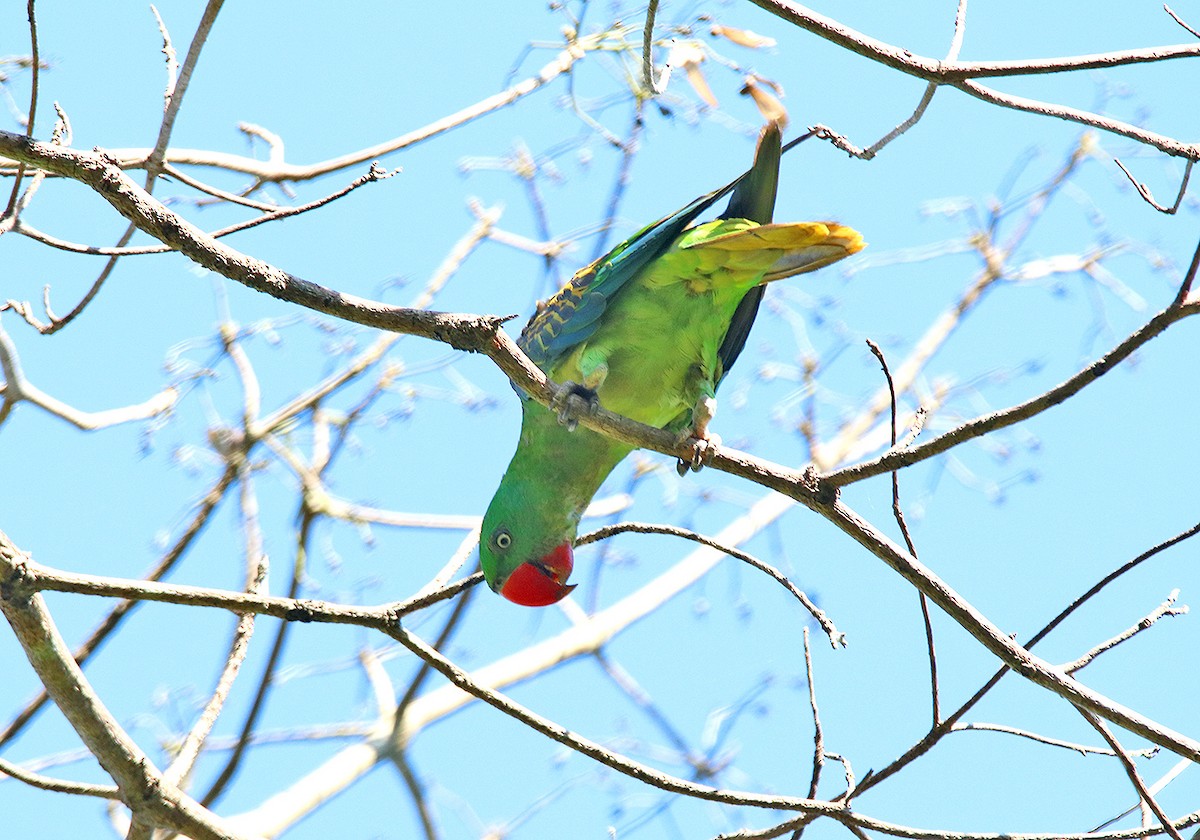 Great-billed Parrot - ML190902011