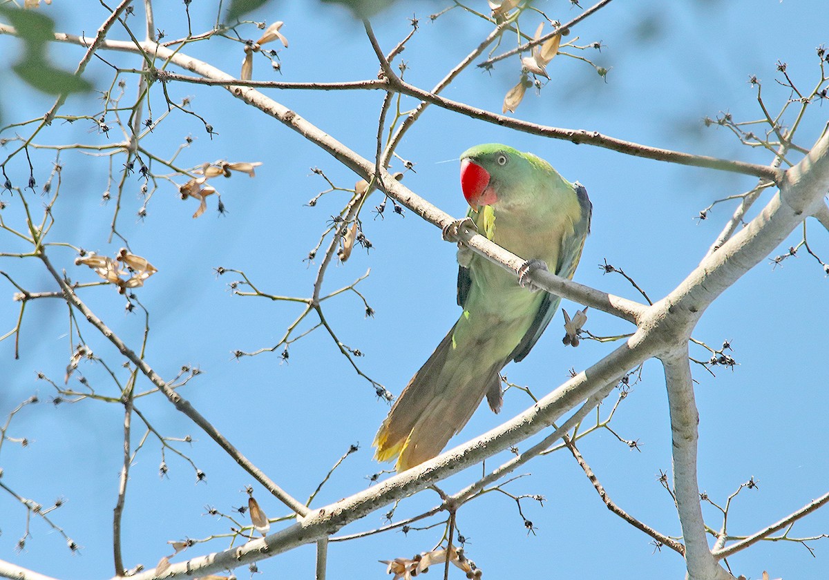 Great-billed Parrot - ML190902021