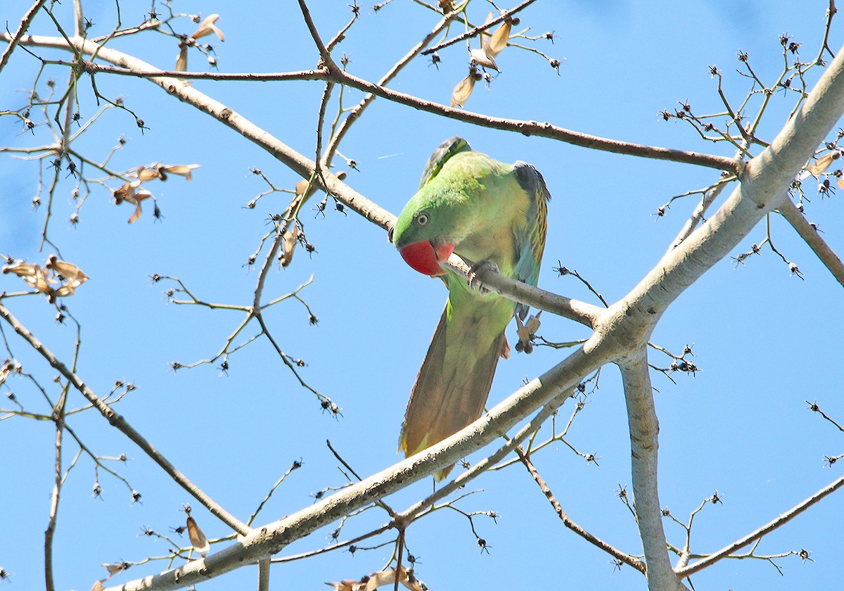 Great-billed Parrot - ML190905411