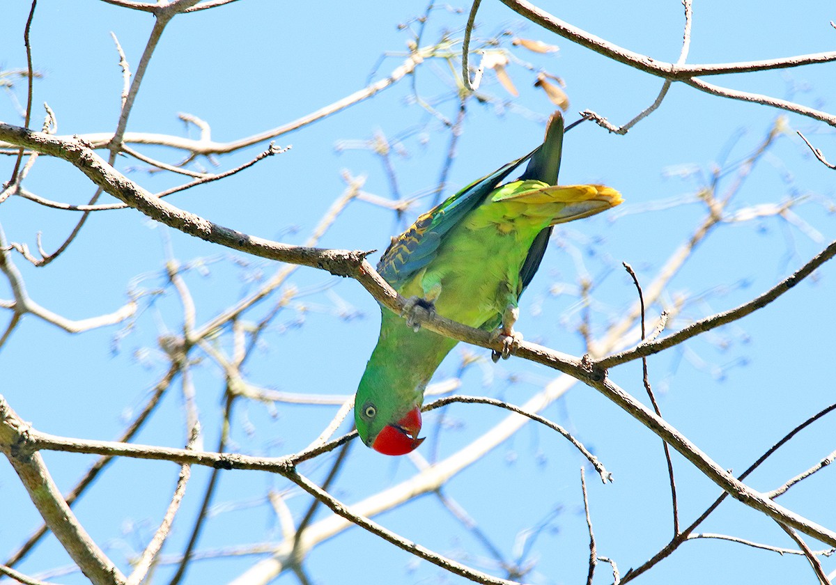 Great-billed Parrot - ML190907551