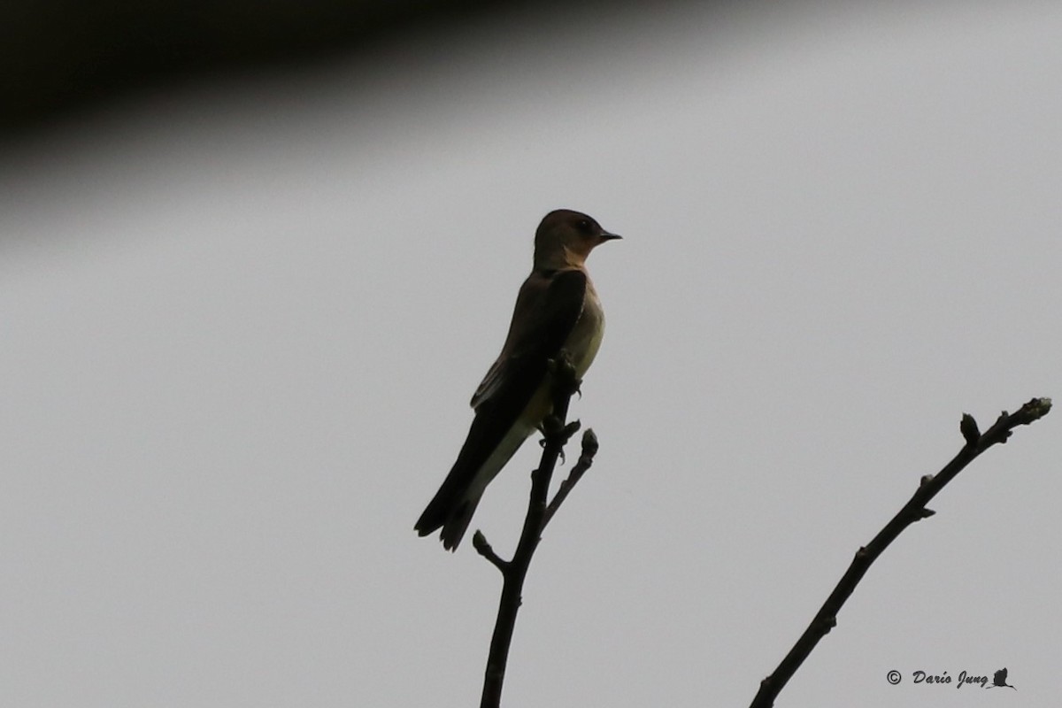 Southern Rough-winged Swallow - ML190911511